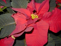 Poinsettia02 (3)